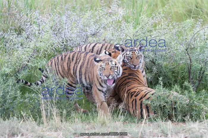 : Afrique du Sud, Rsserve privse, Tigre du Bengale : Afrique du Sud, Rsserve privse, Tigre du Bengale
