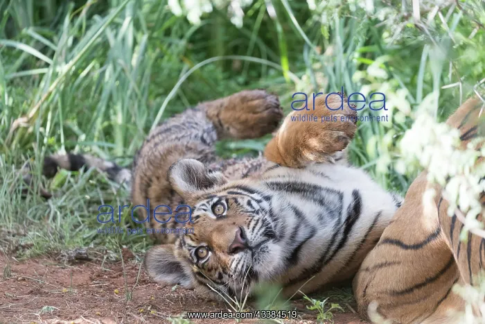 : Afrique du Sud, Rsserve privse, Tigre du Bengale : Afrique du Sud, Rsserve privse, Tigre du Bengale