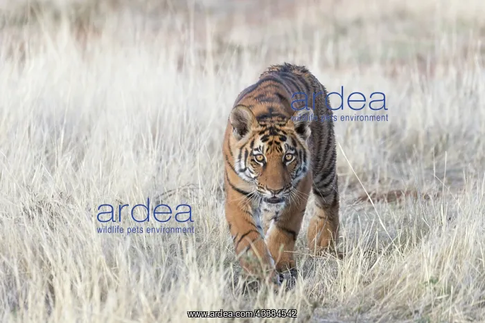 : Afrique du Sud, Rsserve privse, Tigre du Bengale : Afrique du Sud, Rsserve privse, Tigre du Bengale