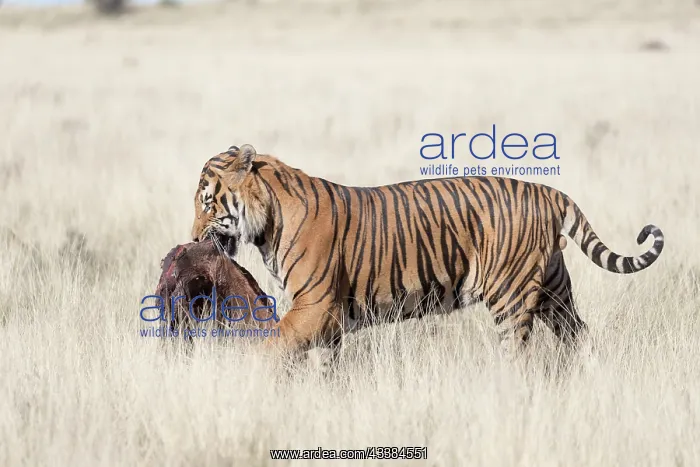 : Afrique du Sud, Rsserve privse, Tigre du Bengale : Afrique du Sud, Rsserve privse, Tigre du Bengale