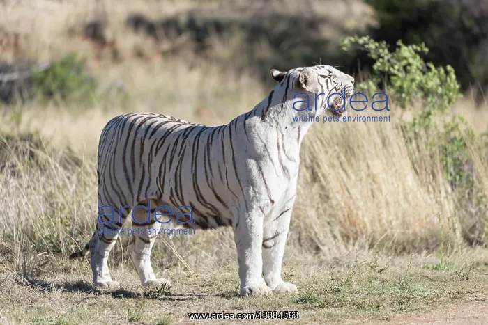 : Afrique du Sud, Rsserve privse, Tigre du Bengale : Afrique du Sud, Rsserve privse, Tigre du Bengale