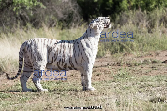 : Afrique du Sud, Rsserve privse, Tigre du Bengale : Afrique du Sud, Rsserve privse, Tigre du Bengale