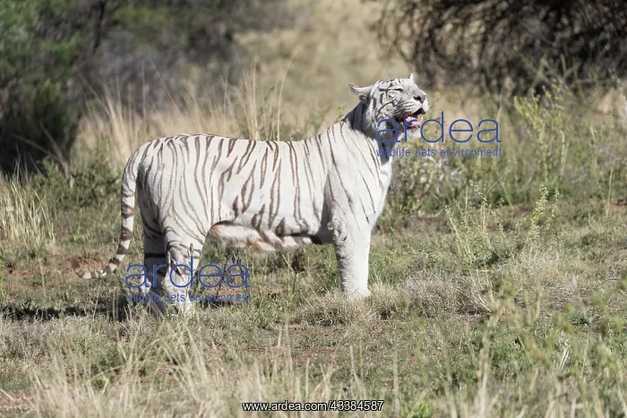 : Afrique du Sud, Rsserve privse, Tigre du Bengale : Afrique du Sud, Rsserve privse, Tigre du Bengale