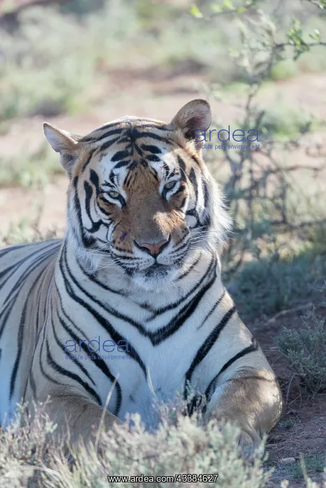 : Afrique du Sud, Rsserve privse, Tigre du Bengale : Afrique du Sud, Rsserve privse, Tigre du Bengale