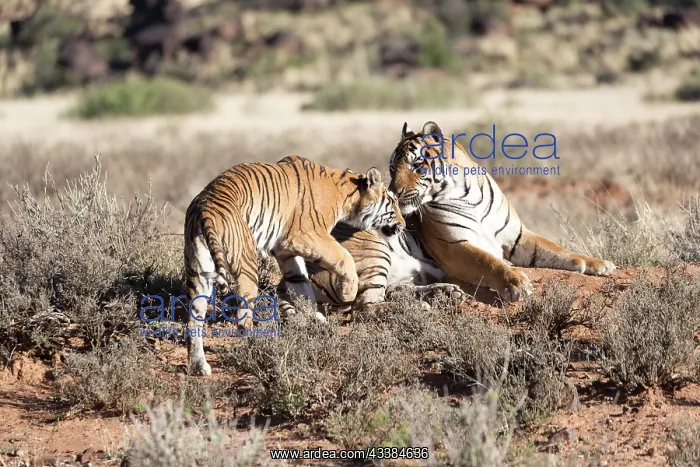 : Afrique du Sud, Rsserve privse, Tigre du Bengale : Afrique du Sud, Rsserve privse, Tigre du Bengale