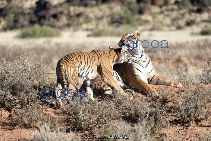 : Afrique du Sud, Rsserve privse, Tigre du Bengale : Afrique du Sud, Rsserve privse, Tigre du Bengale