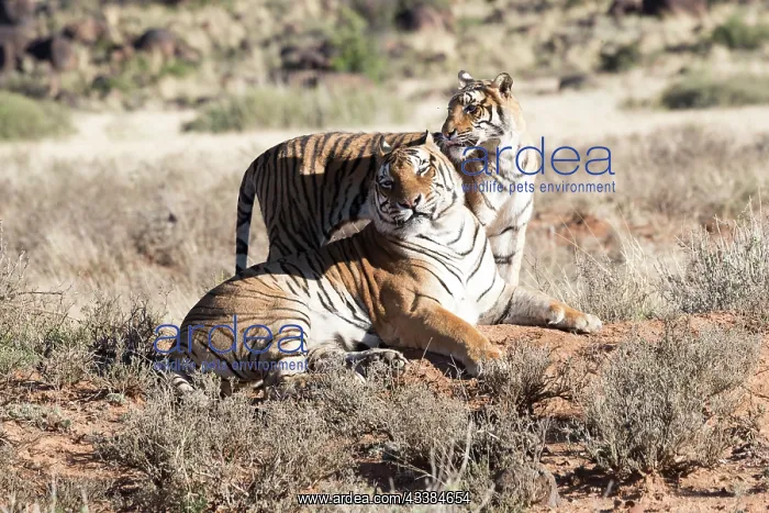 : Afrique du Sud, Rsserve privse, Tigre du Bengale : Afrique du Sud, Rsserve privse, Tigre du Bengale