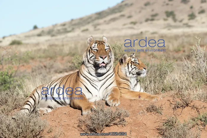 : Afrique du Sud, Rsserve privse, Tigre du Bengale : Afrique du Sud, Rsserve privse, Tigre du Bengale