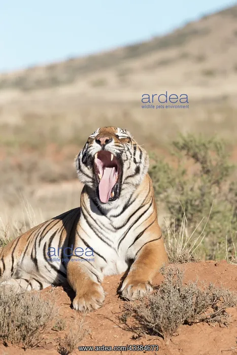 : Afrique du Sud, Rsserve privse, Tigre du Bengale : Afrique du Sud, Rsserve privse, Tigre du Bengale