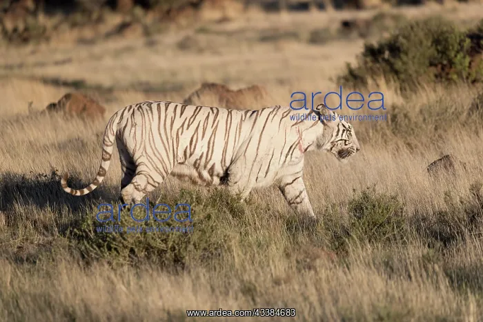 : Afrique du Sud, Rsserve privse, Tigre du Bengale : Afrique du Sud, Rsserve privse, Tigre du Bengale