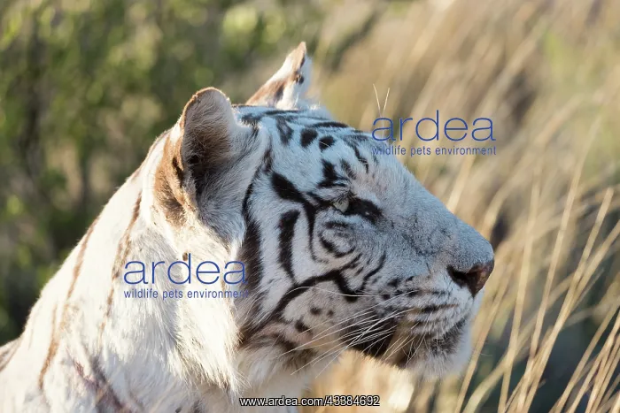 : Afrique du Sud, Rsserve privse, Tigre du Bengale : Afrique du Sud, Rsserve privse, Tigre du Bengale