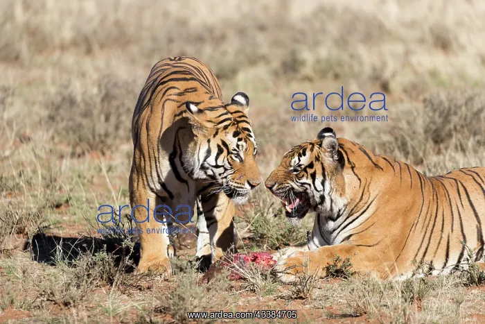 : Afrique du Sud, Rsserve privse, Tigre du Bengale : Afrique du Sud, Rsserve privse, Tigre du Bengale