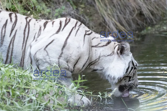 : Afrique du Sud, Rsserve privse, Tigre du Bengale : Afrique du Sud, Rsserve privse, Tigre du Bengale
