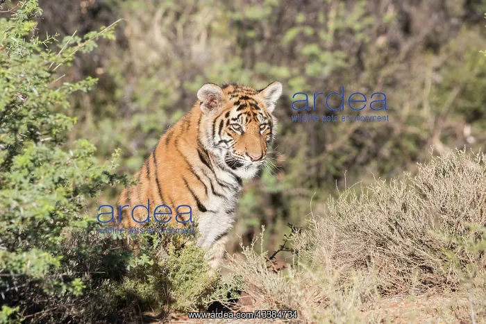 : Afrique du Sud, Rsserve privse, Tigre du Bengale : Afrique du Sud, Rsserve privse, Tigre du Bengale