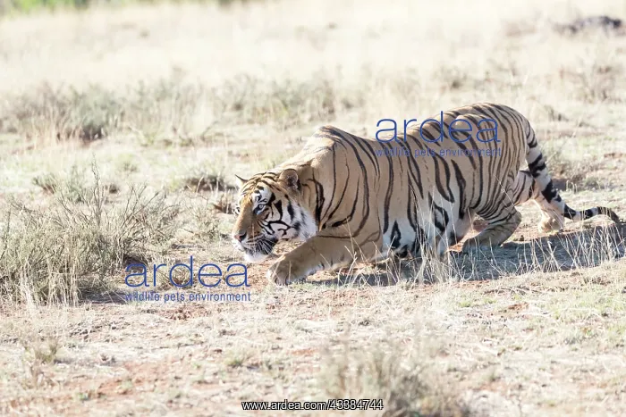 : Afrique du Sud, Rsserve privse, Tigre du Bengale : Afrique du Sud, Rsserve privse, Tigre du Bengale
