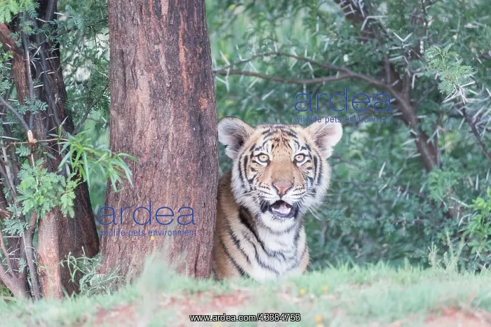 : Afrique du Sud, Rsserve privse, Tigre du Bengale : Afrique du Sud, Rsserve privse, Tigre du Bengale
