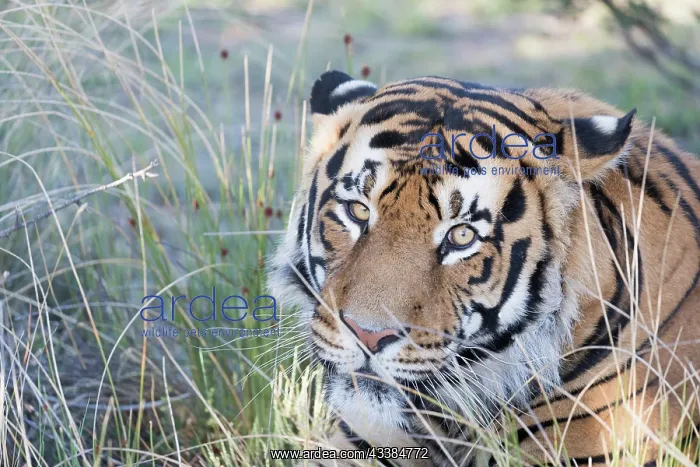 : Afrique du Sud, Rsserve privse, Tigre du Bengale : Afrique du Sud, Rsserve privse, Tigre du Bengale
