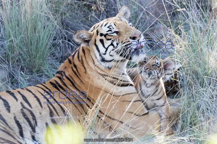 : Afrique du Sud, Rsserve privse, Tigre du Bengale : Afrique du Sud, Rsserve privse, Tigre du Bengale