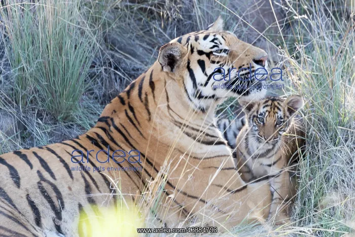 : Afrique du Sud, Rsserve privse, Tigre du Bengale : Afrique du Sud, Rsserve privse, Tigre du Bengale