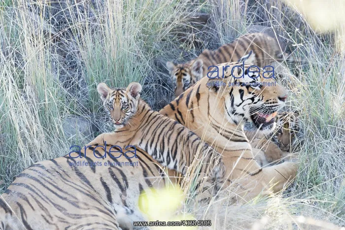 : Afrique du Sud, Rsserve privse, Tigre du Bengale : Afrique du Sud, Rsserve privse, Tigre du Bengale