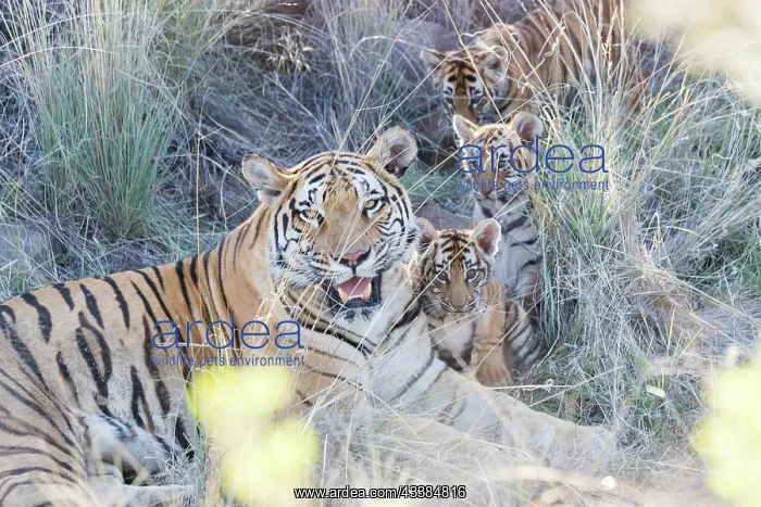 : Afrique du Sud, Rsserve privse, Tigre du Bengale : Afrique du Sud, Rsserve privse, Tigre du Bengale