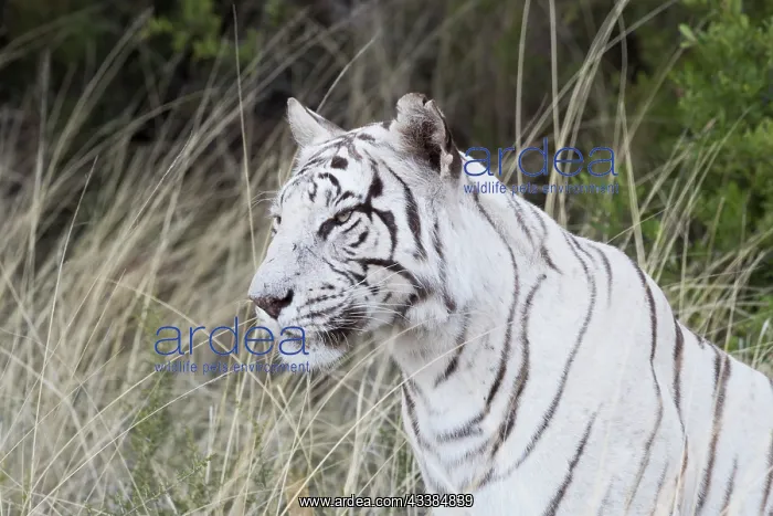 : Afrique du Sud, Rsserve privse, Tigre du Bengale : Afrique du Sud, Rsserve privse, Tigre du Bengale