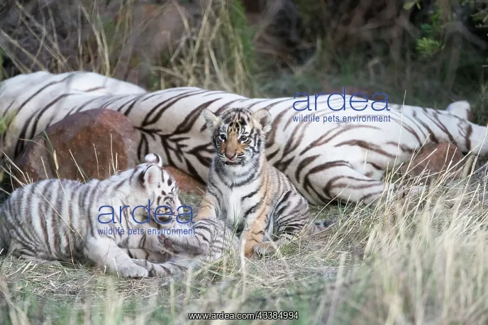 : Afrique du Sud, Rsserve privse, Tigre du Bengale : Afrique du Sud, Rsserve privse, Tigre du Bengale