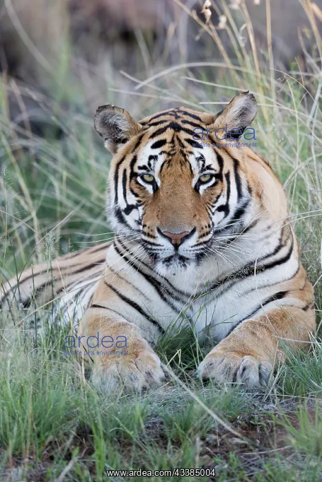 : Afrique du Sud, Rsserve privse, Tigre du Bengale : Afrique du Sud, Rsserve privse, Tigre du Bengale