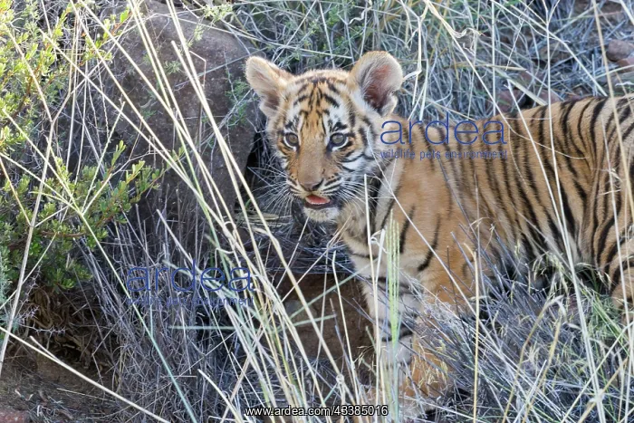 : Afrique du Sud, Rsserve privse, Tigre du Bengale : Afrique du Sud, Rsserve privse, Tigre du Bengale