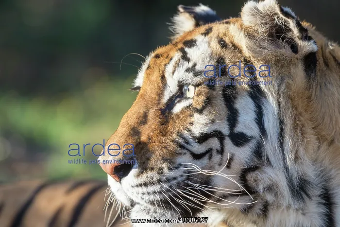 : Afrique du Sud, Rsserve privse, Tigre du Bengale : Afrique du Sud, Rsserve privse, Tigre du Bengale