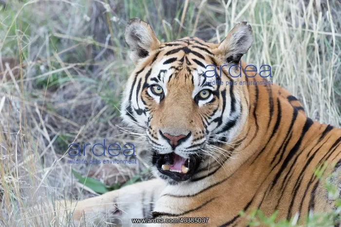 : Afrique du Sud, Rsserve privse, Tigre du Bengale : Afrique du Sud, Rsserve privse, Tigre du Bengale