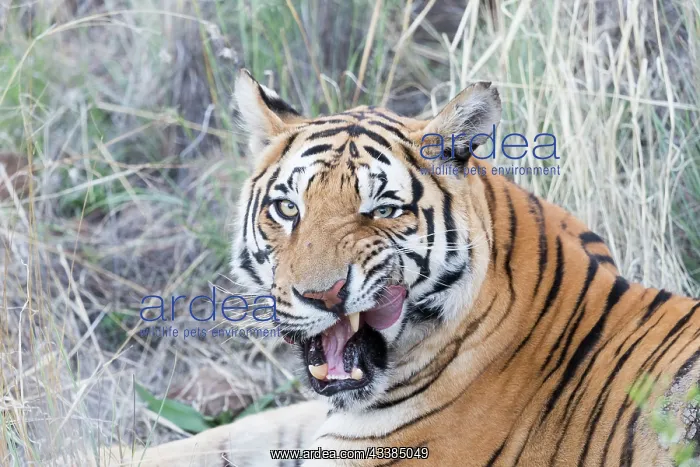 : Afrique du Sud, Rsserve privse, Tigre du Bengale : Afrique du Sud, Rsserve privse, Tigre du Bengale