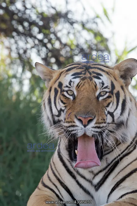 : Afrique du Sud, Rsserve privse, Tigre du Bengale : Afrique du Sud, Rsserve privse, Tigre du Bengale