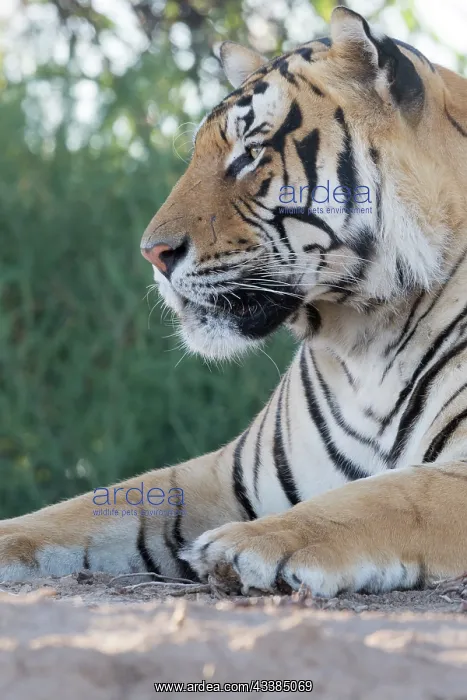: Afrique du Sud, Rsserve privse, Tigre du Bengale : Afrique du Sud, Rsserve privse, Tigre du Bengale