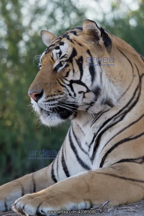 : Afrique du Sud, Rsserve privse, Tigre du Bengale : Afrique du Sud, Rsserve privse, Tigre du Bengale