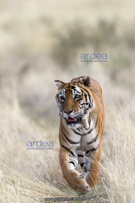  : Afrique du Sud, Rsserve privse, Tigre du Bengale