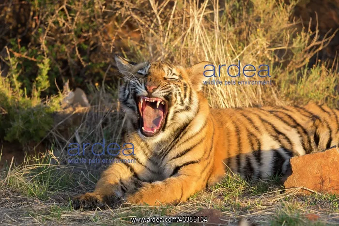 : Afrique du Sud, Rsserve privse, Tigre du Bengale : Afrique du Sud, Rsserve privse, Tigre du Bengale