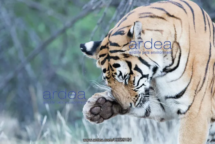  : Afrique du Sud, Rsserve privse, Tigre du Bengale