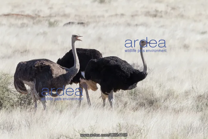 : Afrique du Sud, Upper Karoo, Autruche do'nAfrique : Afrique du Sud, Upper Karoo, Autruche do'nAfrique