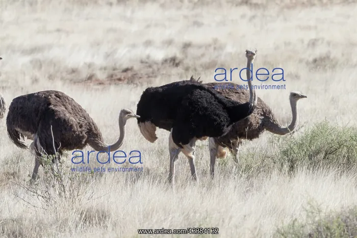 : Afrique du Sud, Upper Karoo, Autruche do'nAfrique : Afrique du Sud, Upper Karoo, Autruche do'nAfrique