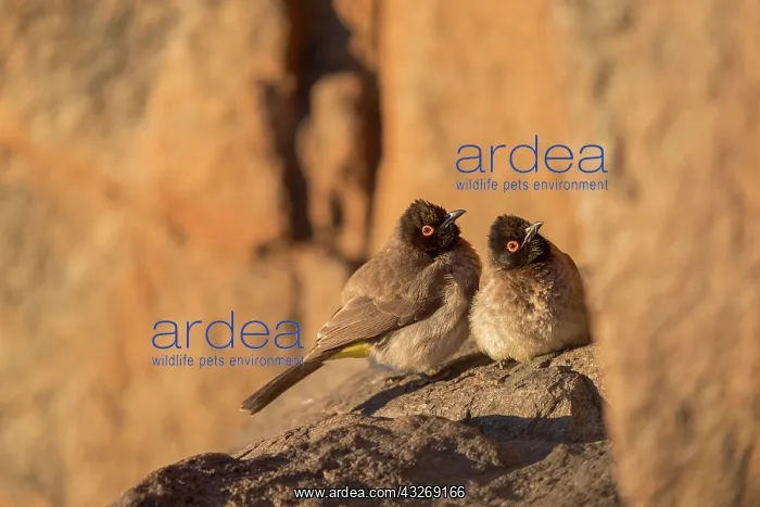 : Afrique du Sud, Upper Karoo, Bulbul brunoir (Pycnonotus : Afrique du Sud, Upper Karoo, Bulbul brunoir (Pycnonotus