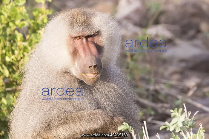 : Afrique, Ethiopie, Valle du Rift, Awash, Babouin : Afrique, Ethiopie, Valle du Rift, Awash, Babouin