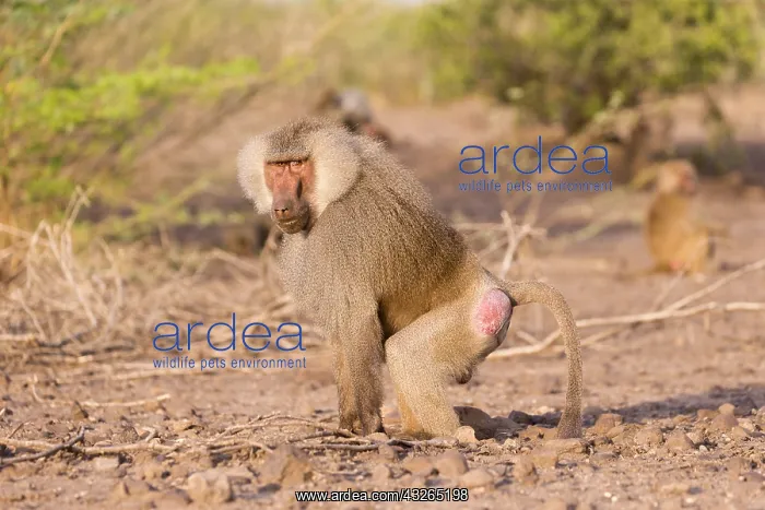 : Afrique, Ethiopie, Valle du Rift, Awash, Babouin : Afrique, Ethiopie, Valle du Rift, Awash, Babouin