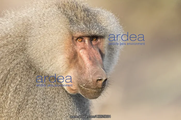 : Afrique, Ethiopie, Valle du Rift, Awash, Babouin : Afrique, Ethiopie, Valle du Rift, Awash, Babouin