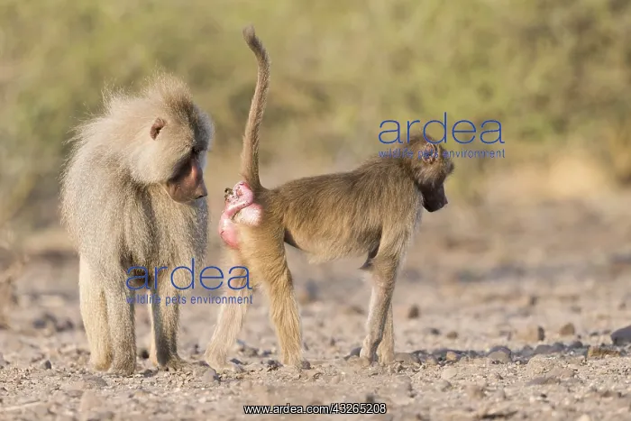 : Afrique, Ethiopie, Valle du Rift, Awash, Babouin : Afrique, Ethiopie, Valle du Rift, Awash, Babouin
