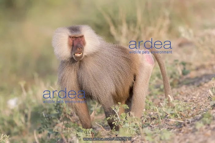 : Afrique, Ethiopie, Valle du Rift, Awash, Babouin : Afrique, Ethiopie, Valle du Rift, Awash, Babouin
