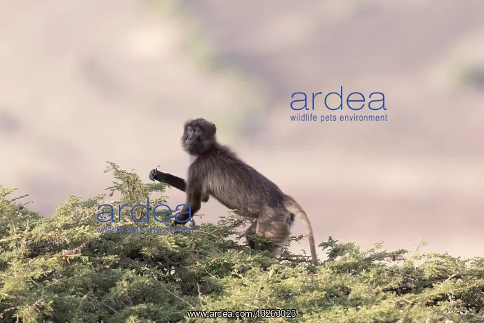 : Afrique, Ethiopie, Valle du Rift, Debre Libanos : Afrique, Ethiopie, Valle du Rift, Debre Libanos