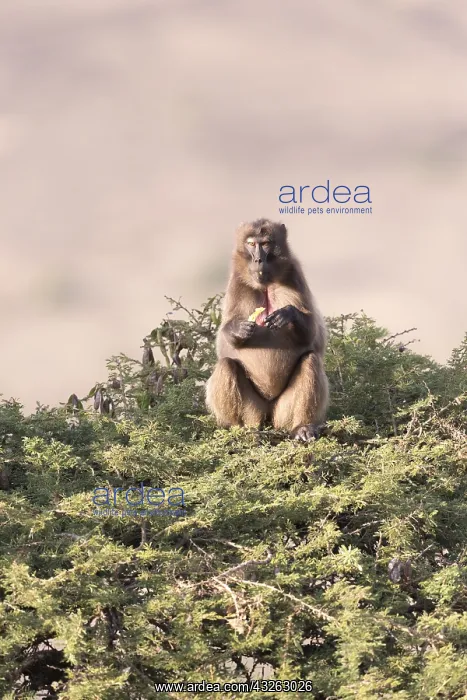 : Afrique, Ethiopie, Valle du Rift, Debre Libanos : Afrique, Ethiopie, Valle du Rift, Debre Libanos