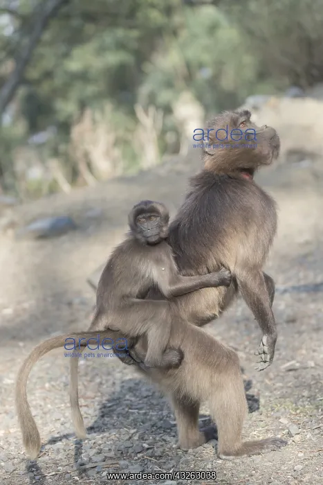 : Afrique, Ethiopie, Valle du Rift, Debre Libanos : Afrique, Ethiopie, Valle du Rift, Debre Libanos