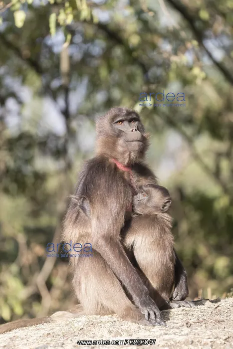 : Afrique, Ethiopie, Valle du Rift, Debre Libanos : Afrique, Ethiopie, Valle du Rift, Debre Libanos